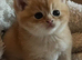Active GCCF kittens