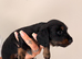 READY TO GO Beautiful Mini Dachshund Puppies
