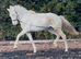 Cremello filly to make 15.2