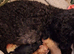 Six gorgeous toy poodles for sale.