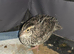 2 Japanese quail