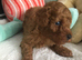 Toy poodles