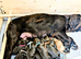 Stunning F1B Chocolate Male Sprocker Puppy – Champion Working Lines, Fully Vaccinated & Ready Now