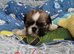 Shih Tzu puppies