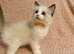 5 beautiful ragdoll kittens
