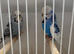 Breeding pair