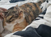 8 months old female bsh