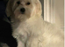 Beautiful Maltese puppy looking for a new home