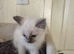 Beautiful Ragdoll kittens