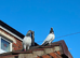 Budapest High Flyer Pigeons