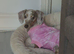 KC Dapple Miniature Dachshund Girl