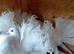 PURE WHITE GARDEN FANTAIL PIGEONS