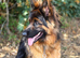 Pedigree Stunning long coat shepherd male