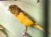 Yorkshire canary