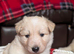 Swiss shepherd x husky x border collie puppies