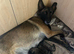 8 Belgian malinois cross whippet puppies for sale