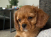 9 week old Ruby cavalier boy ️