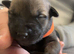 Belgian shepherd puppies