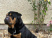 Super sweet English bulldog boy in need of a home