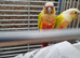 Proven pair mutatation conure