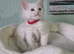 Maine coon kittens available