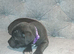 Beautiful Blue Staffordshire bull pups  ready now