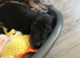 KC MINITURE DACHSHUND BOY