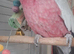 Galah