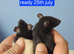 Male Baby rats
