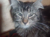 Maine Coon Kittens, mother is TICA registered