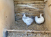 Pair of young silkies for sale
