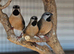 3 young Hecks