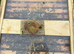 Honey bee