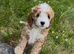 Fabulous Australian labradoodle pups. (Health tested lines)
