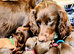 Quality F1B Sprocker Puppies 1 Female 4 Males available