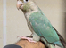 Super Tamed Baby Conure – DNA Tested Female