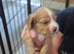 Cocker spaniel puppies