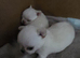 Apple head Chihuahua puppies amazing breeding