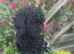 LAST Pedigree Toy Poodle GIRL Puppy DNA CLEAR