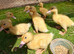 Cherryvalley ducklingsI