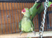 proven pair Alexanderine gives olive chiks