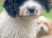 Large F1 Cavapoo lad 1.5 years Bi-eyed blue Merle   5* Council reg&rsquo;d
