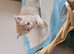 Tica registered maine coon kittens