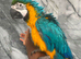 Baby Handreared Super Tame Cuddly Blue & Gold Macaw Parrot
