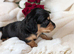 Last stunning boy available