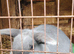 2 adults rabbits male and female