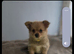 Pomeranian/yorkshire terrier