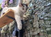 Female kitten seeking new home