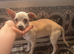 Dior cream chihuahua