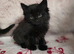 1 Boy Maine Coon Cross Kittens READY TO LEAVE